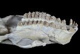 Oreodont (Merycoidodon) Partial Skull - Wyoming #77930-4
